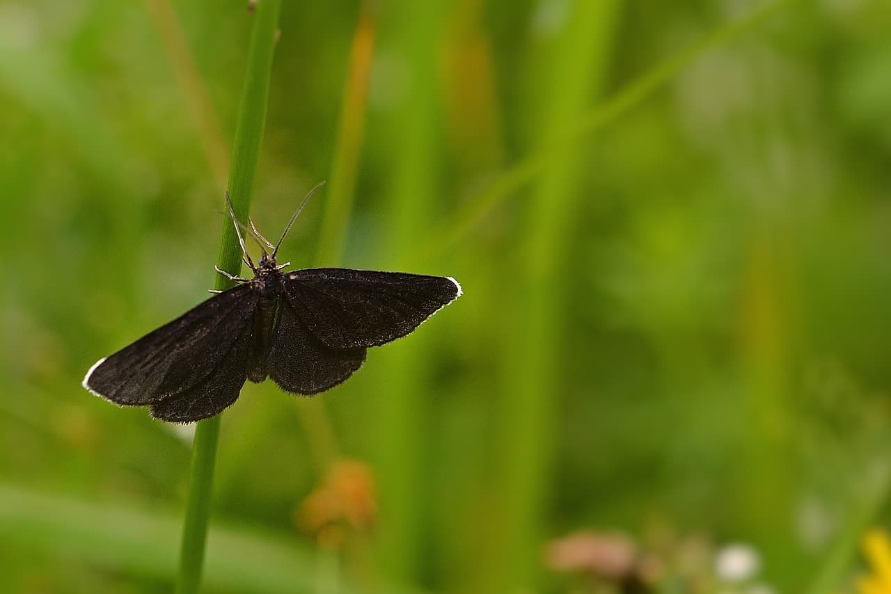 resting butterfly black