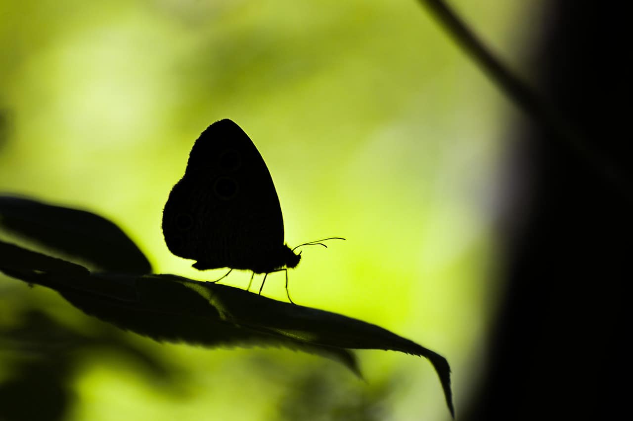 butterfly black silhouette