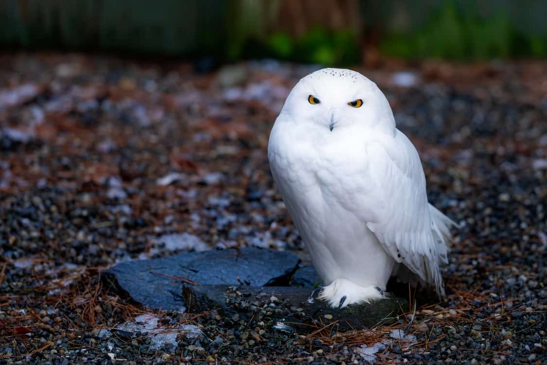 white owl