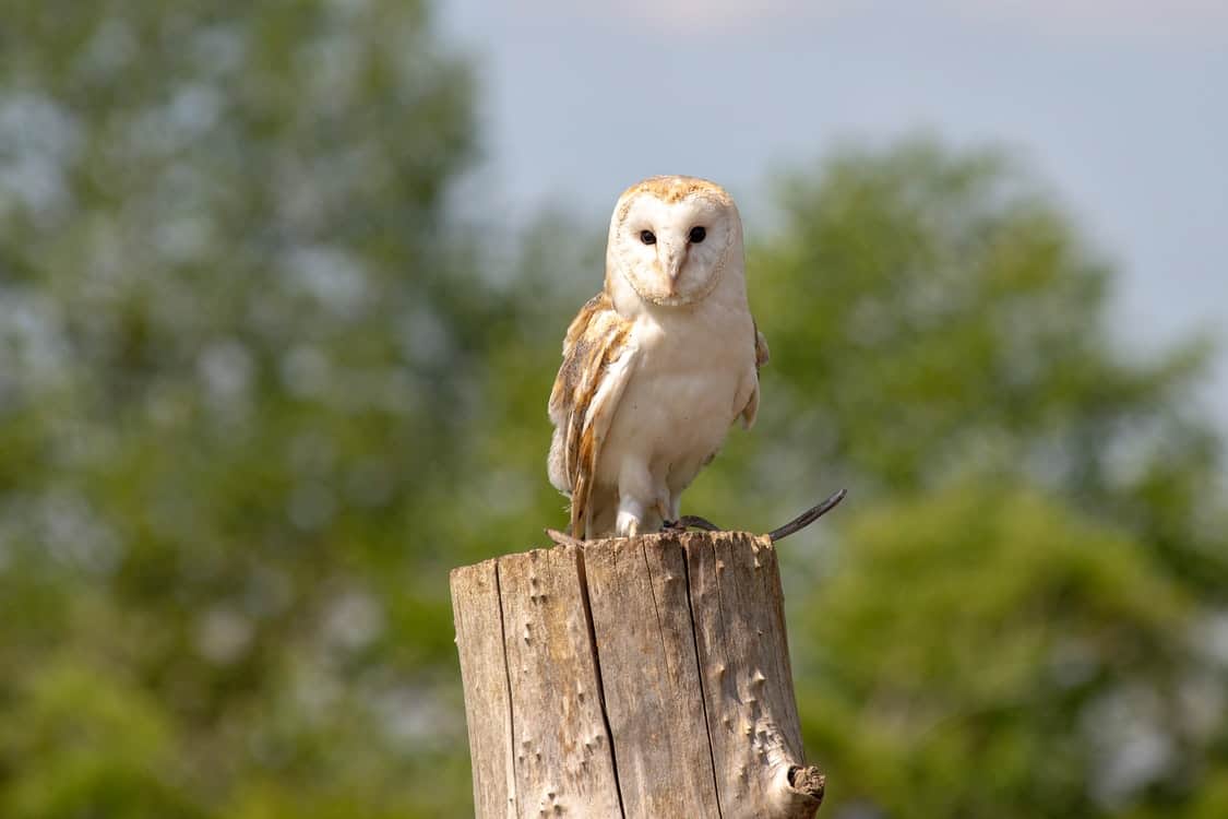 barn owl