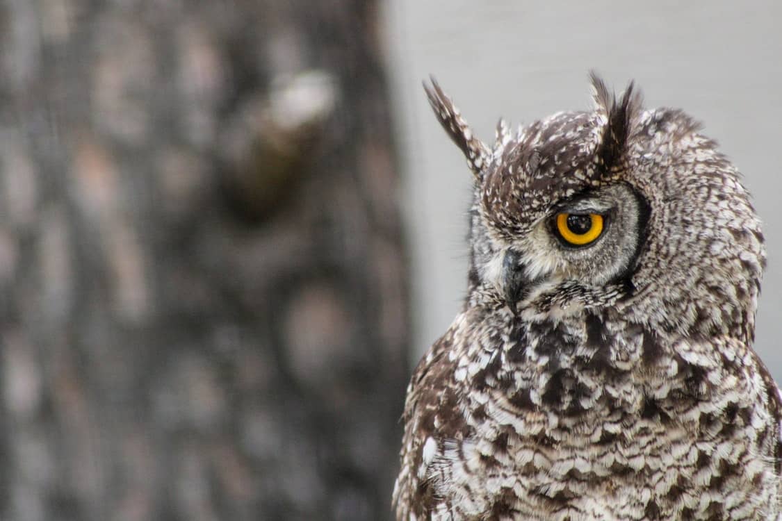 long eared owl