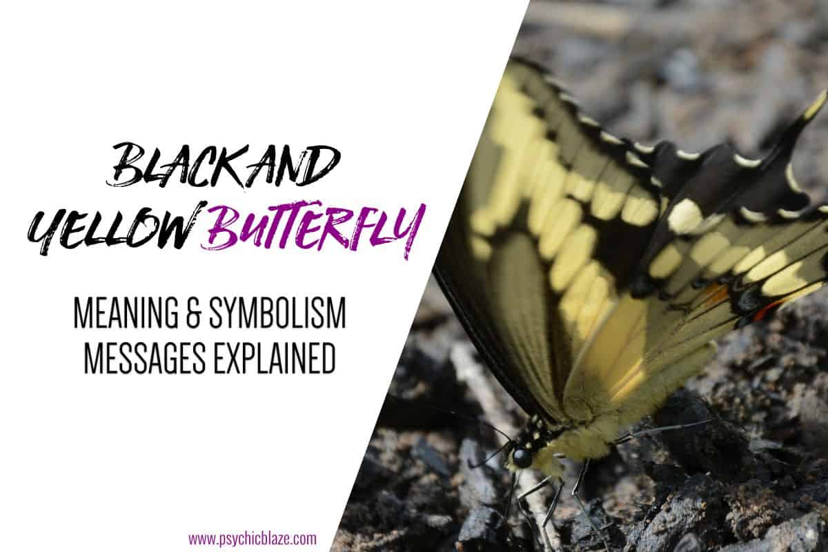 Black and Yellow Butterfly Meaning & Symbolism Explained