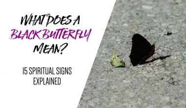 What Does a Black Butterfly Mean — 15 Spiritual Signs Explained