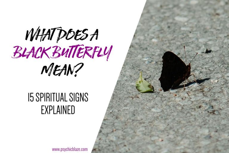 What Does a Black Butterfly Mean? 15 Spiritual Signs To Know