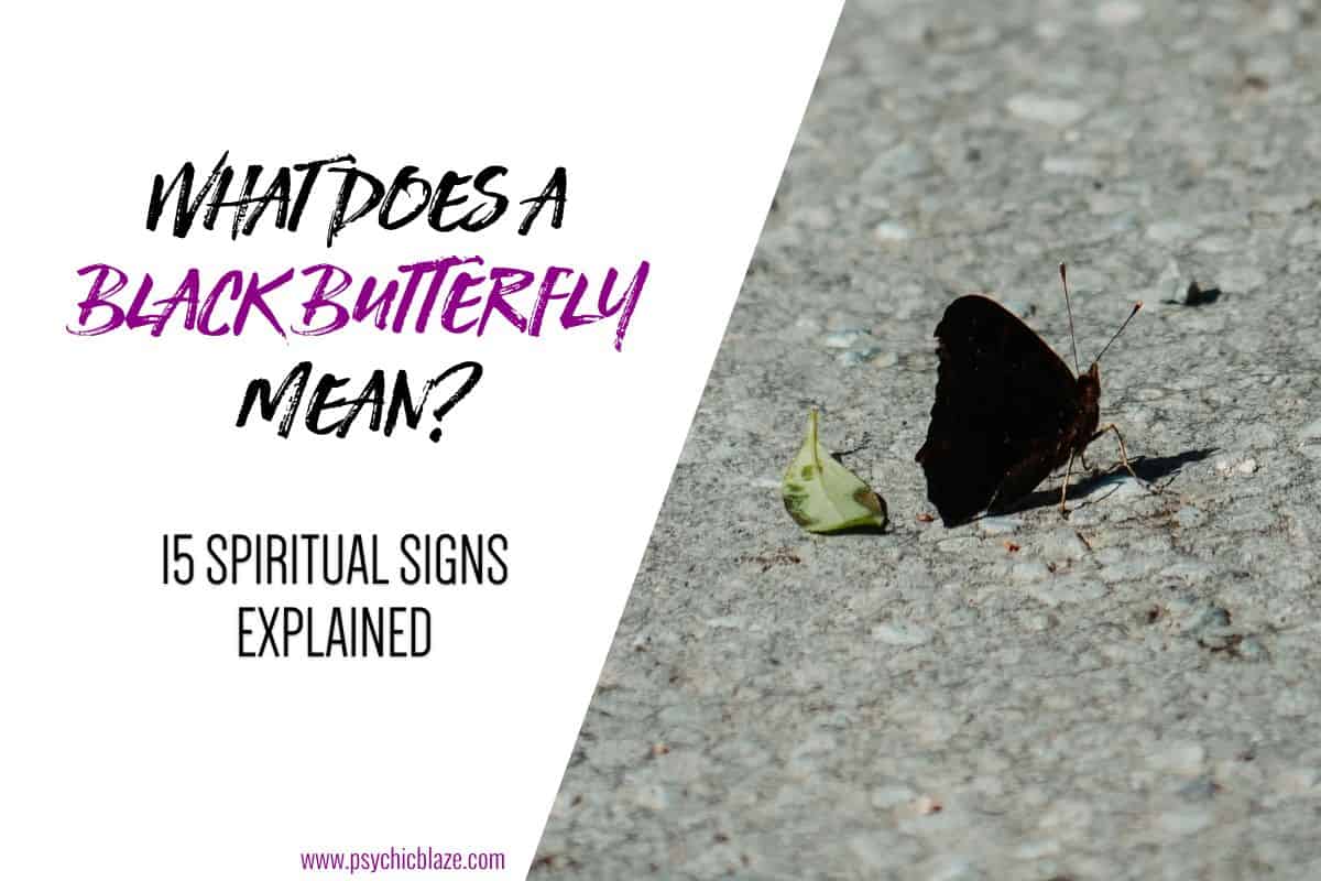 What Does a Black Butterfly Mean — 15 Spiritual Signs Explained