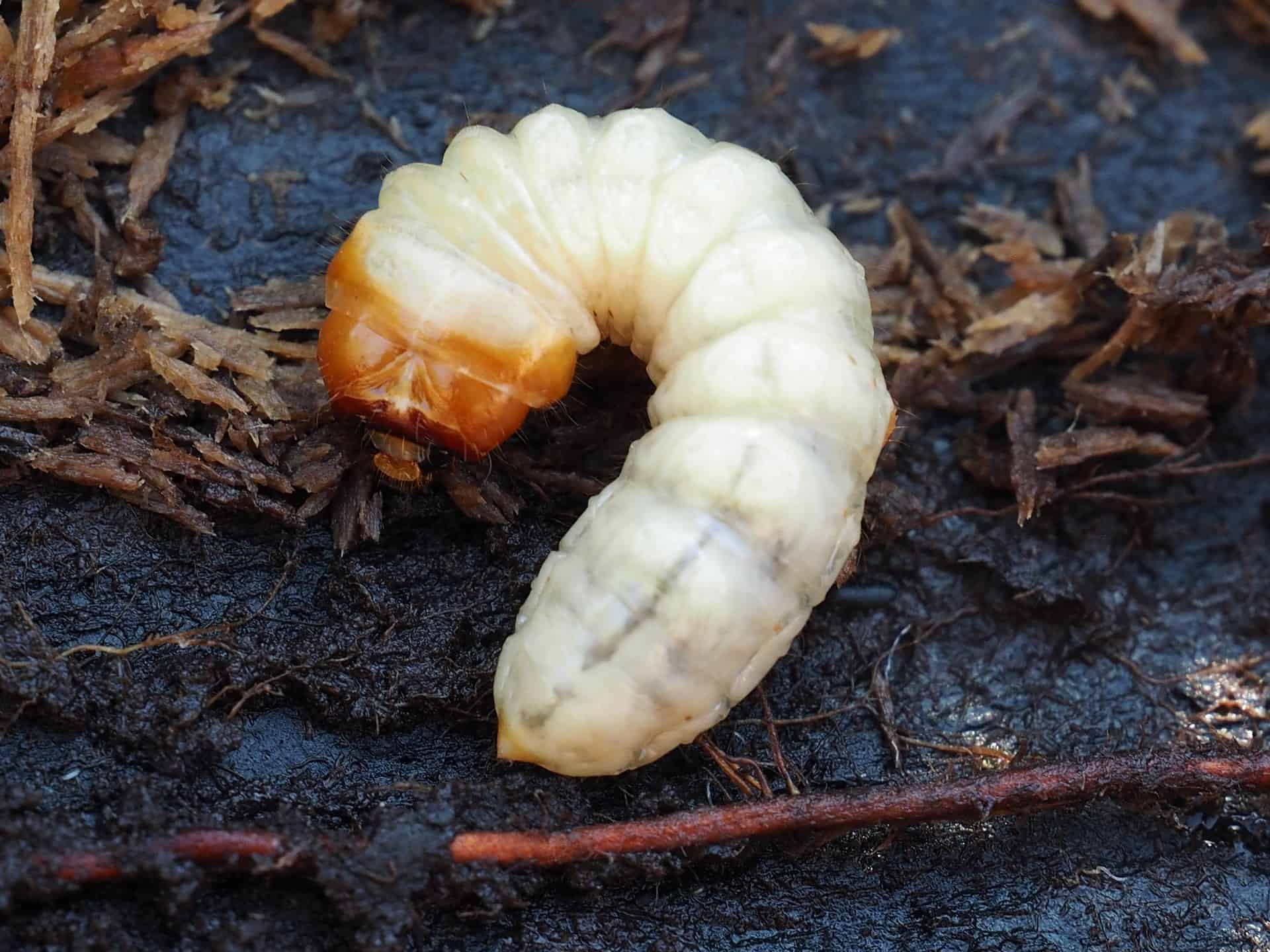 close up maggot