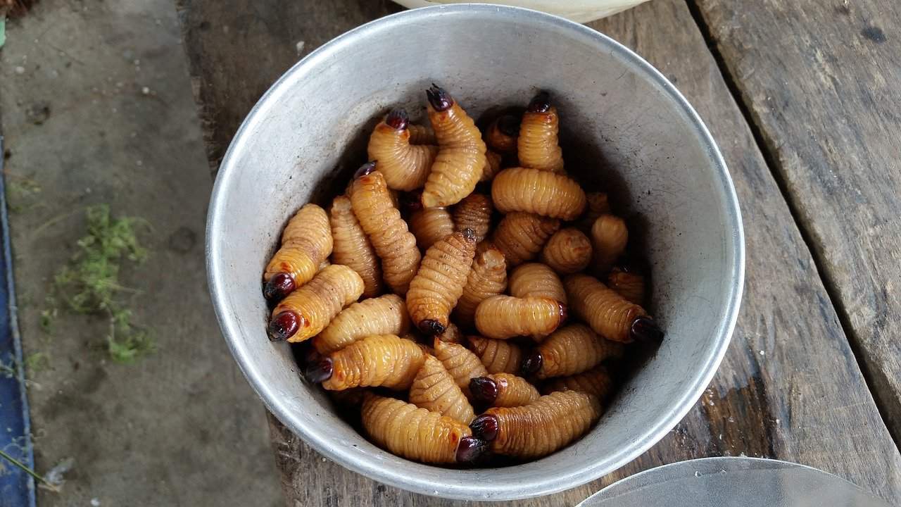 bowl maggots