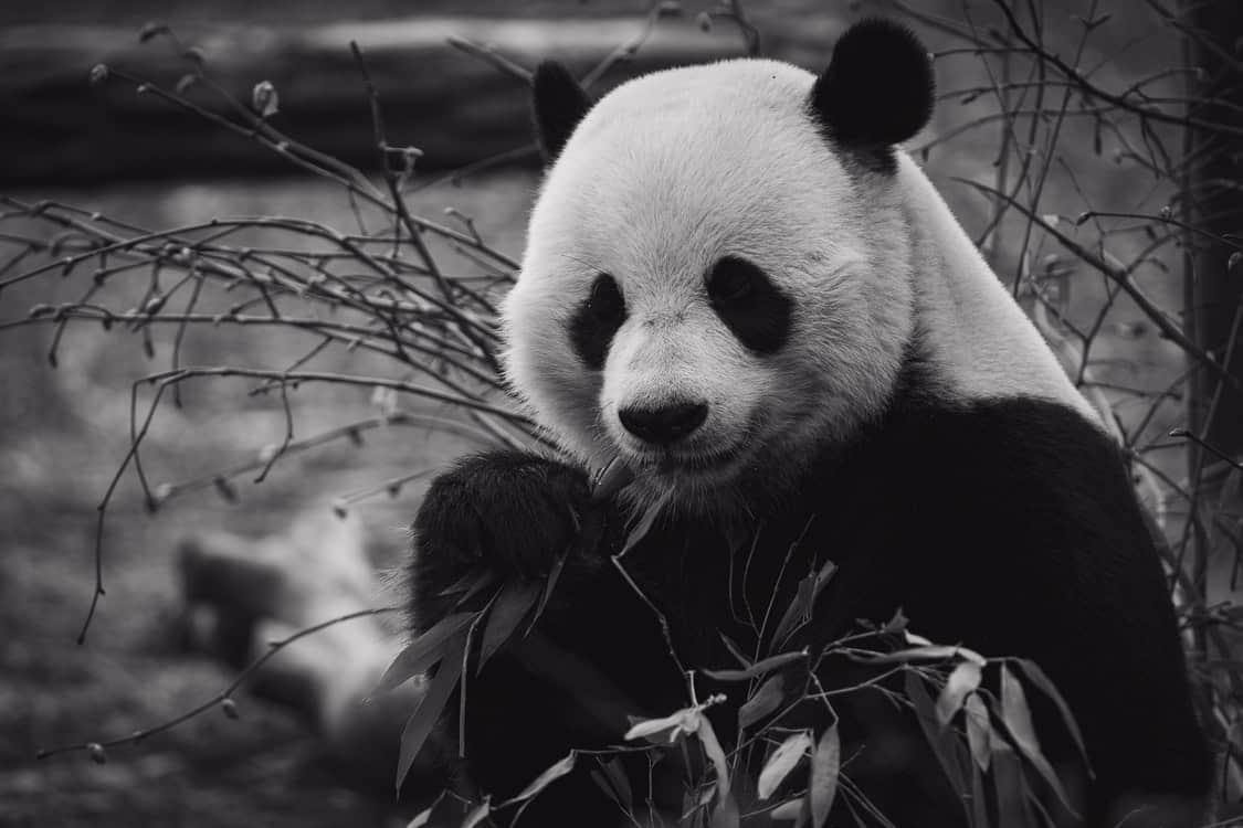 panda monochrome