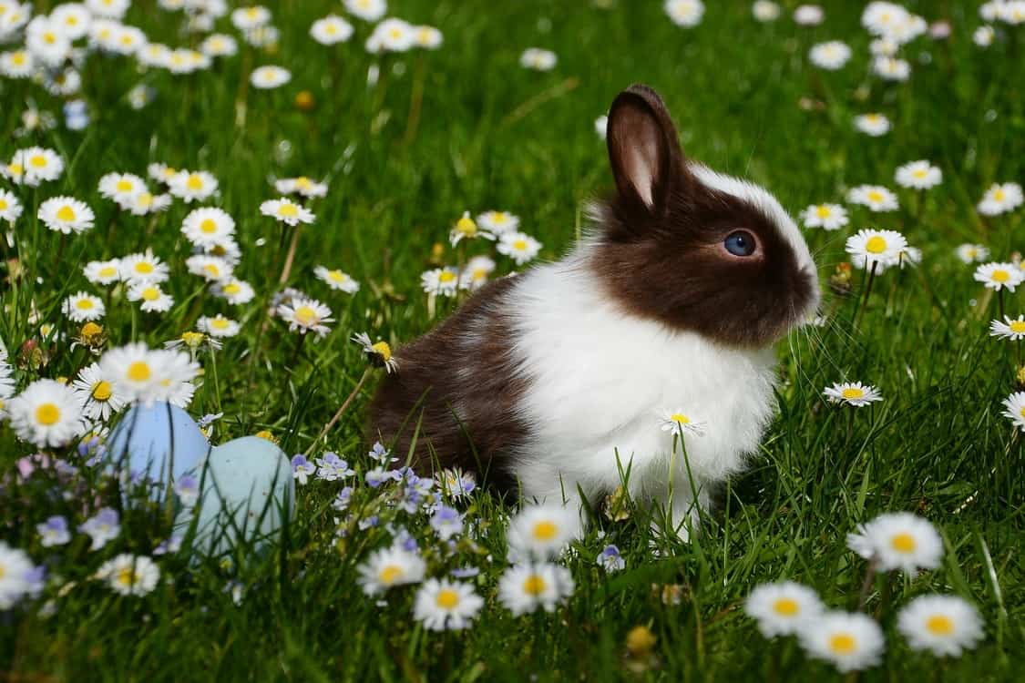 rabbit flowers