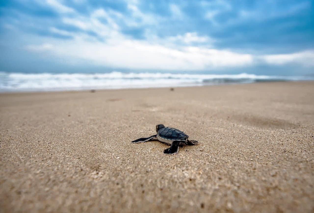 baby turtle