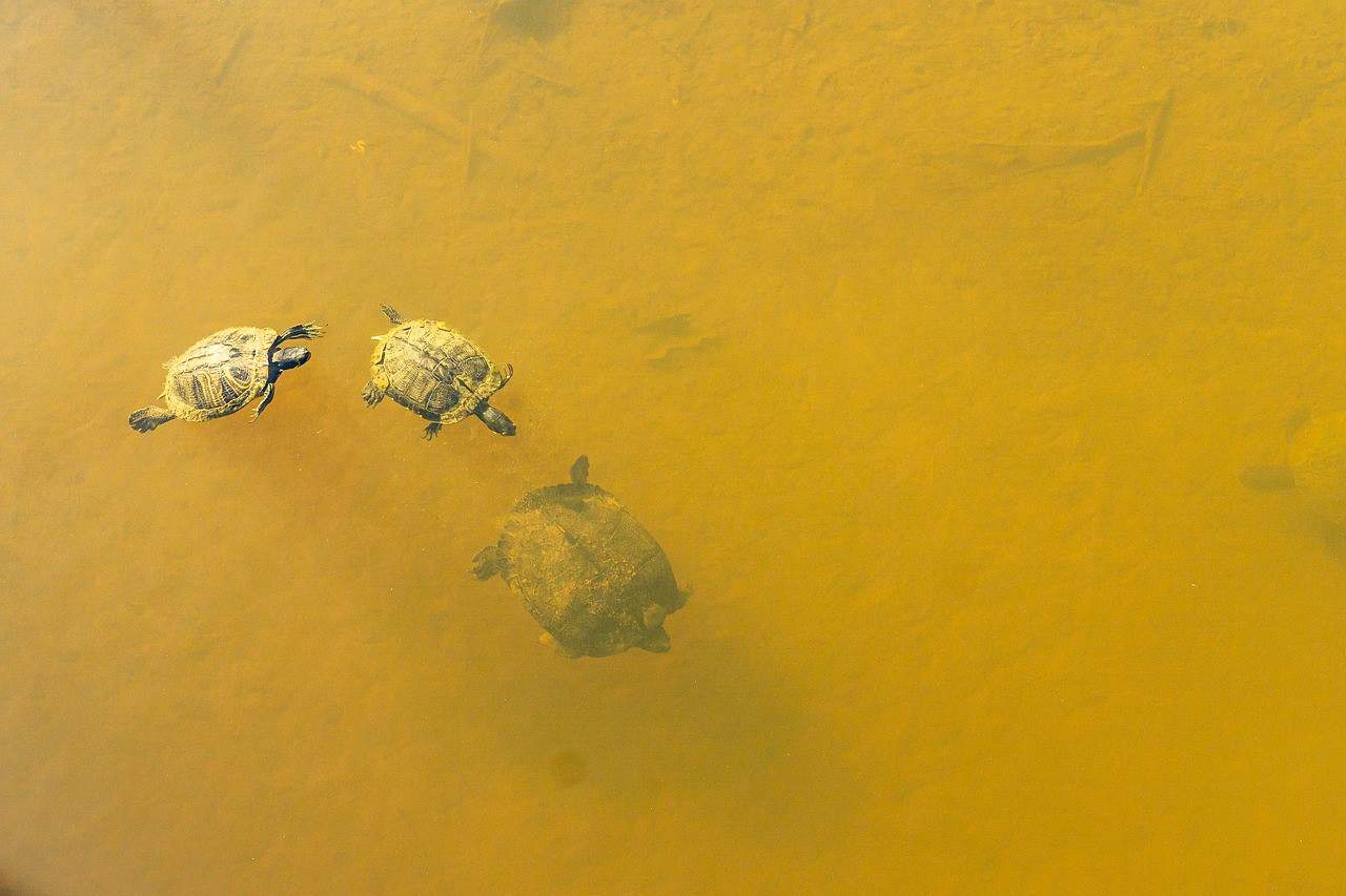 muddy water turtles