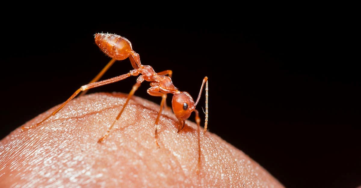 skin ant closeup