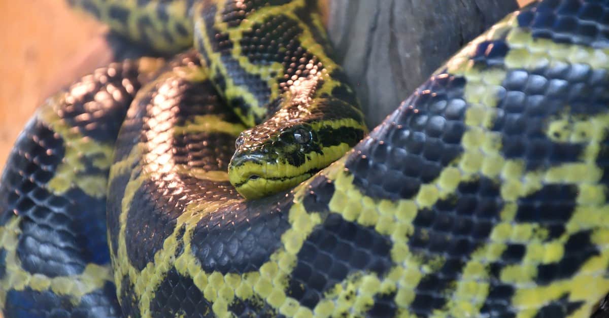 snake closeup