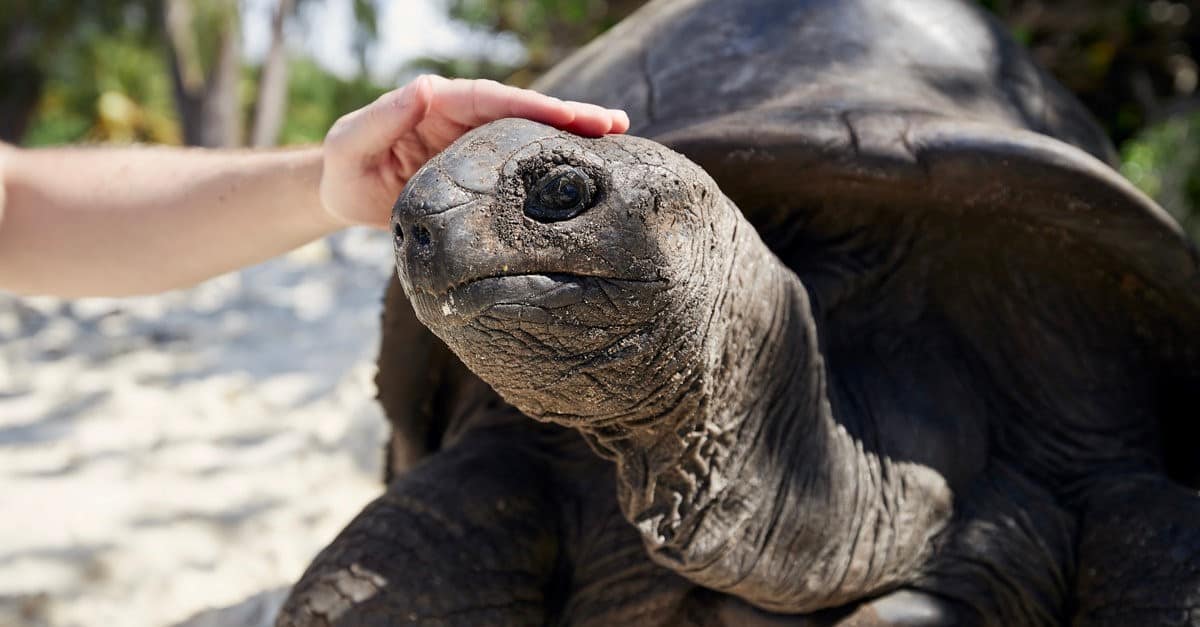 touching turtle