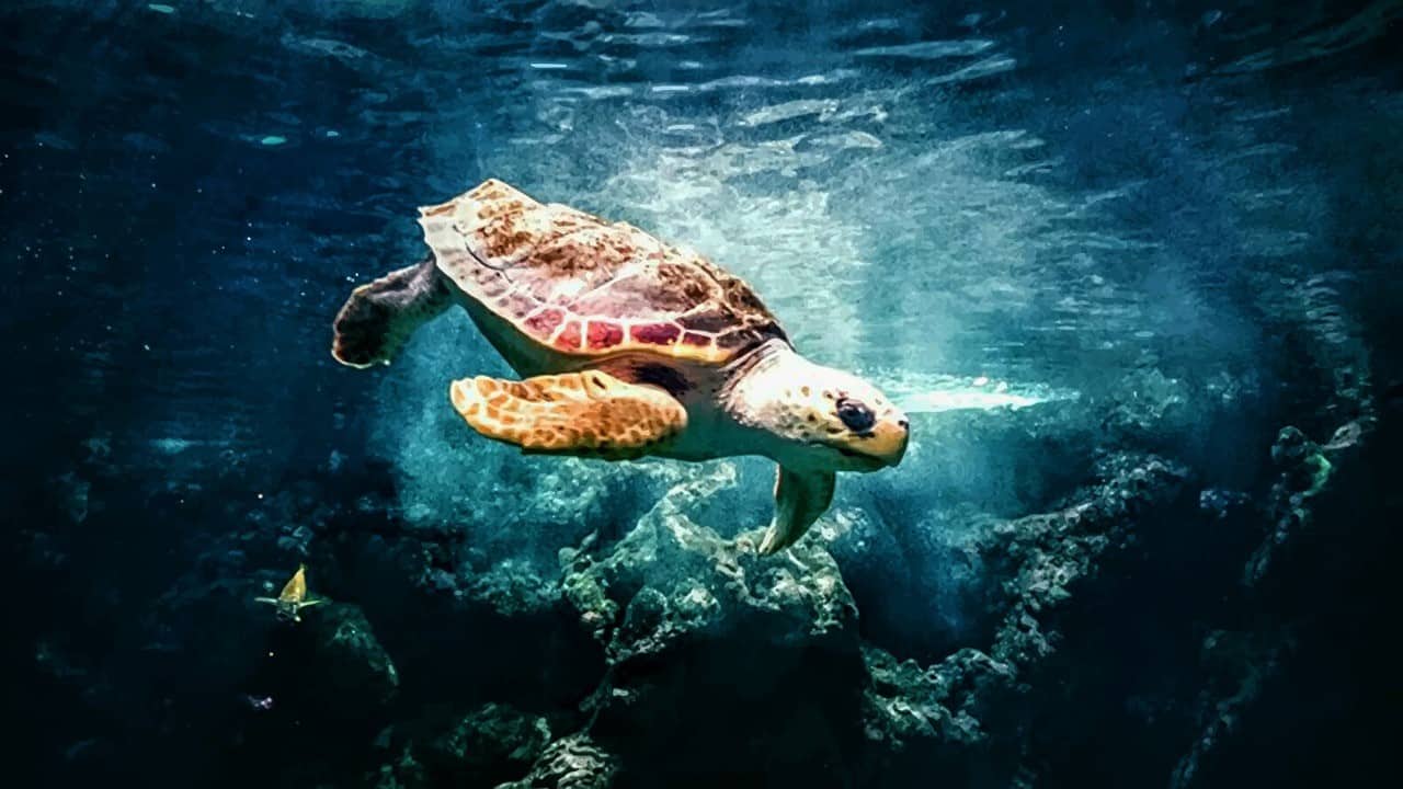 sea turtle