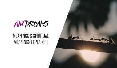Ant Dreams — Meanings & Spiritual Meanings Explained