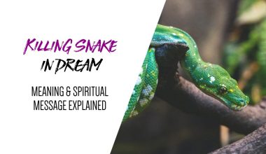 Killing Snake in Dream Meaning & Spiritual Message Explained