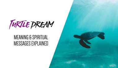 Turtle Dream — Meaning & Spiritual Messages Explained