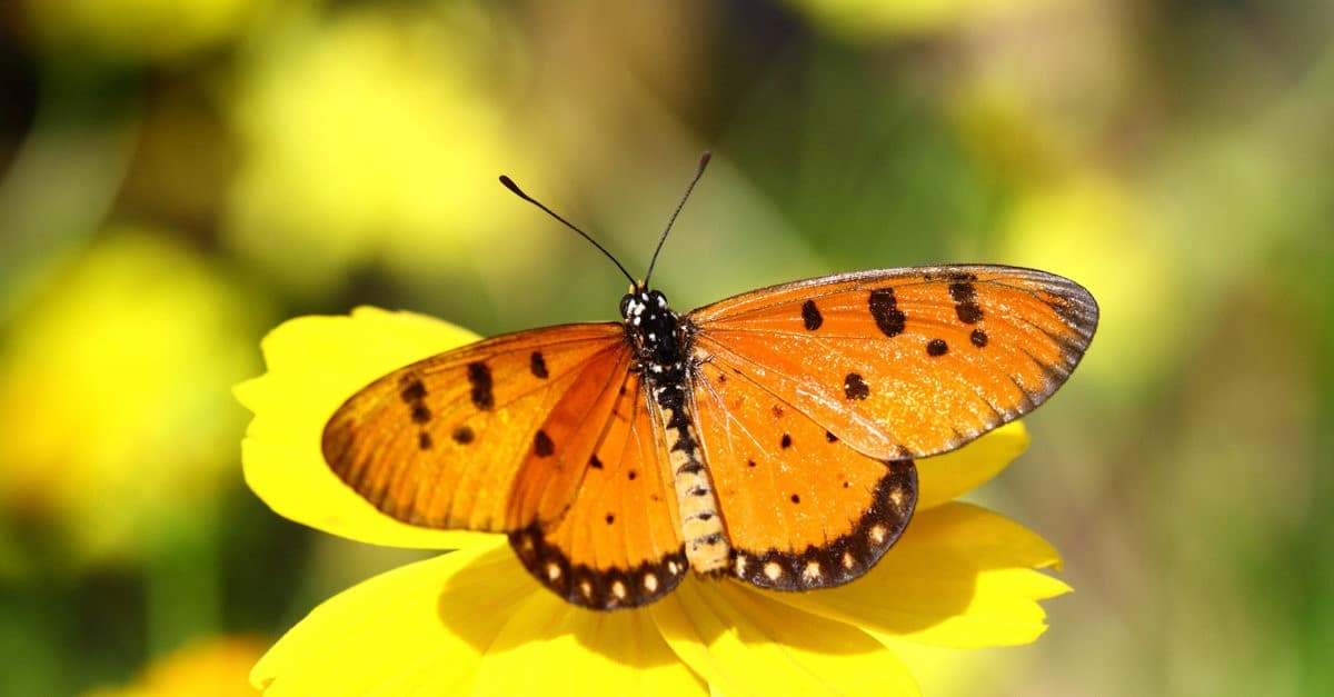 orange butterfly spiritual meaning