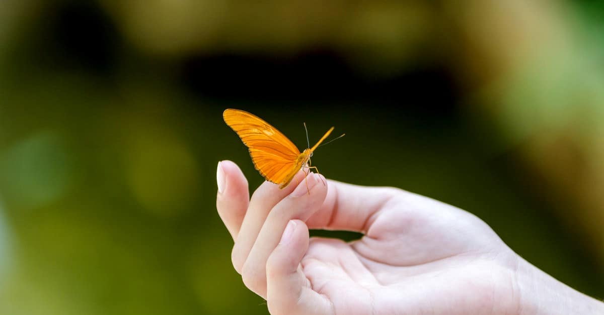 touching butterfly