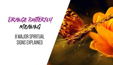 Orange Butterfly Meaning — 8 Major Spiritual Signs Explained