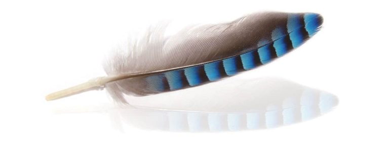 Finding a Blue Jay Feather Meaning & Symbolism