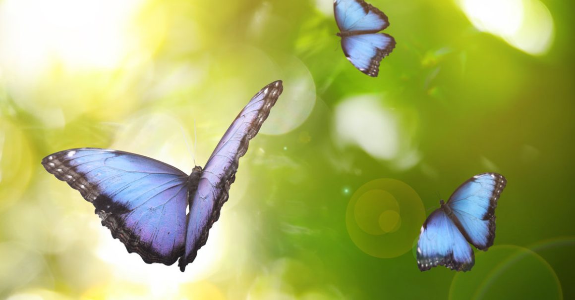 Black And Blue Butterfly Meaning 7 Spiritual Messages