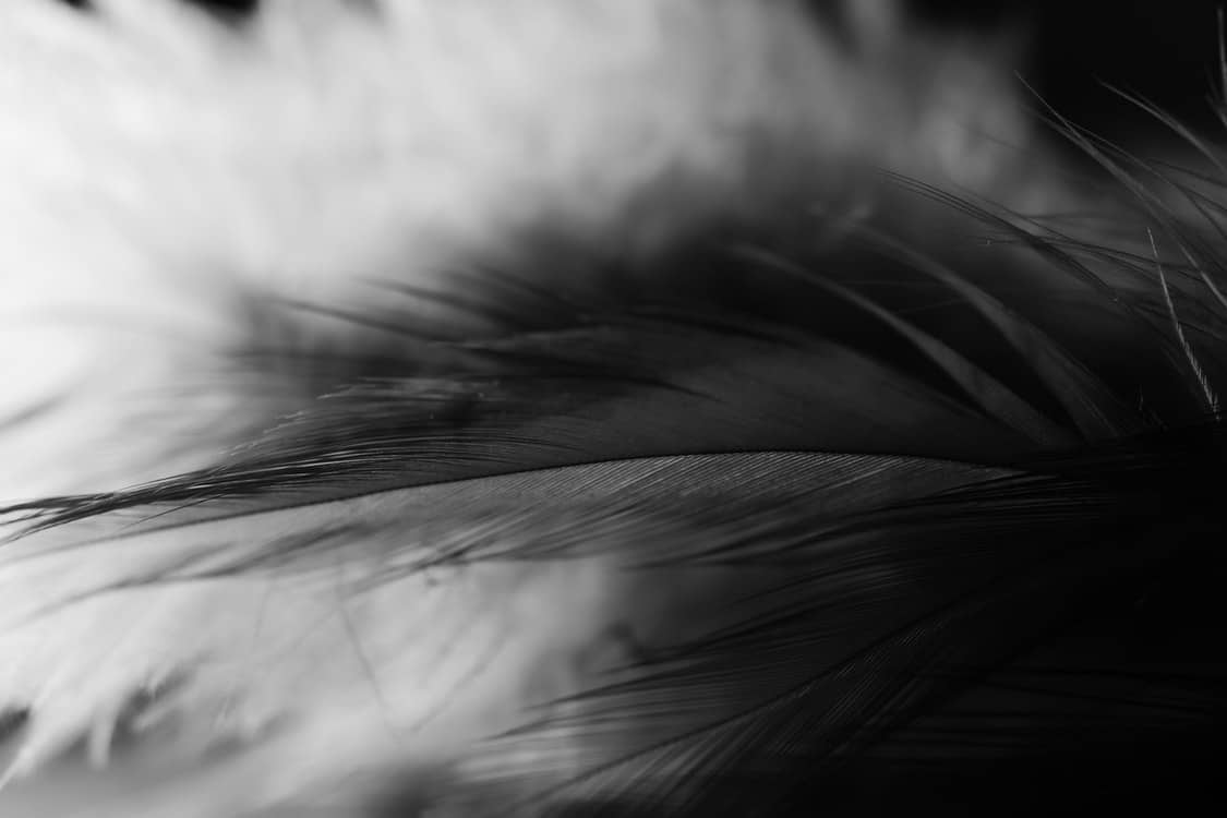 black feather