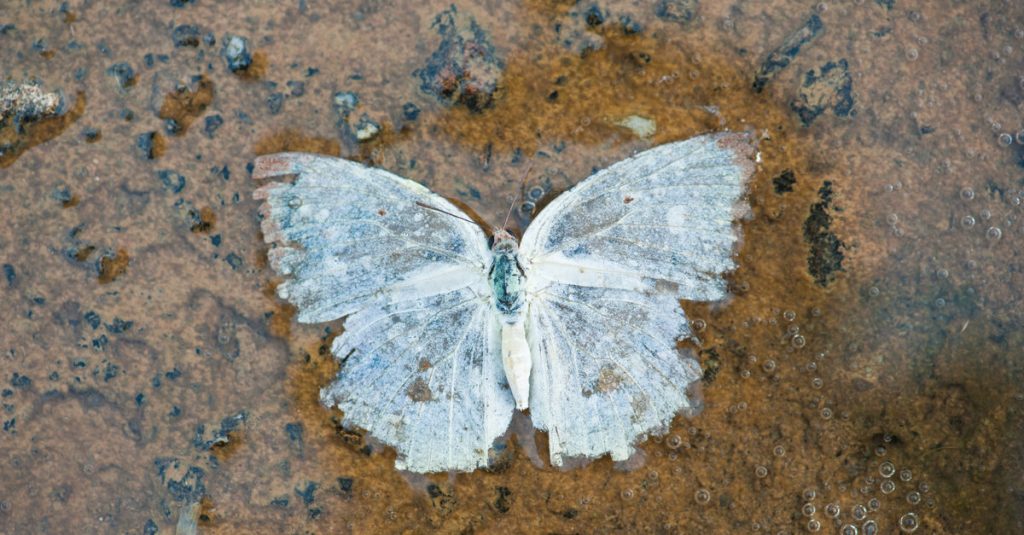 Black And Blue Butterfly Meaning 7 Spiritual Messages