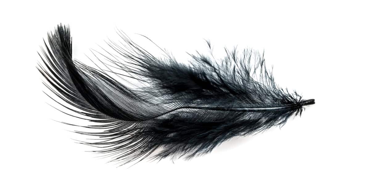 close up feather