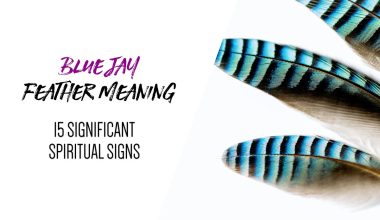 Blue Jay Feather Meaning- 15 Significant Spiritual Signs
