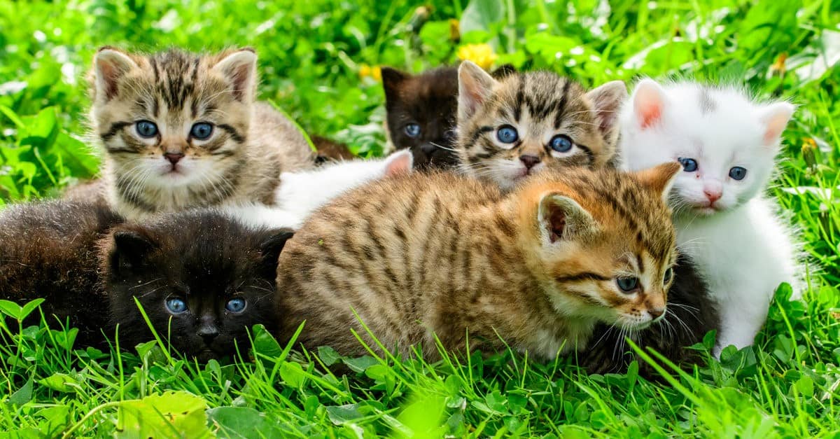 grass kittens