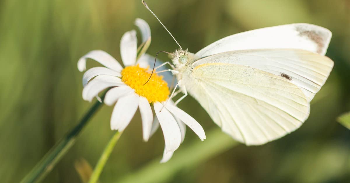 white butterfly