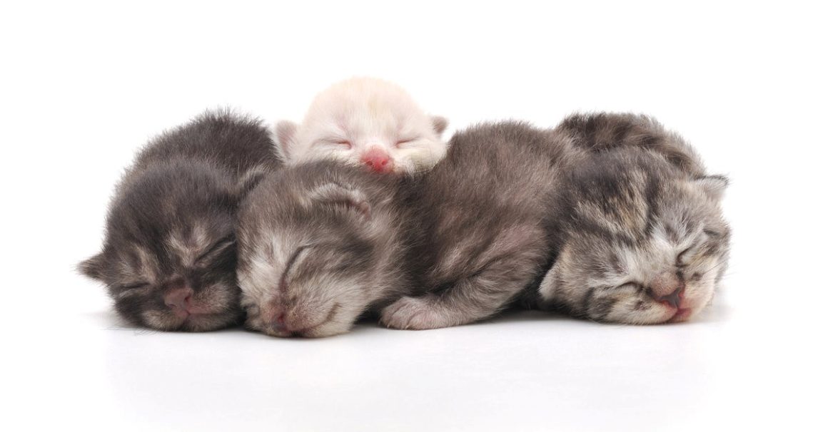 Kittens Dream Meaning & Spiritual Messages Explained