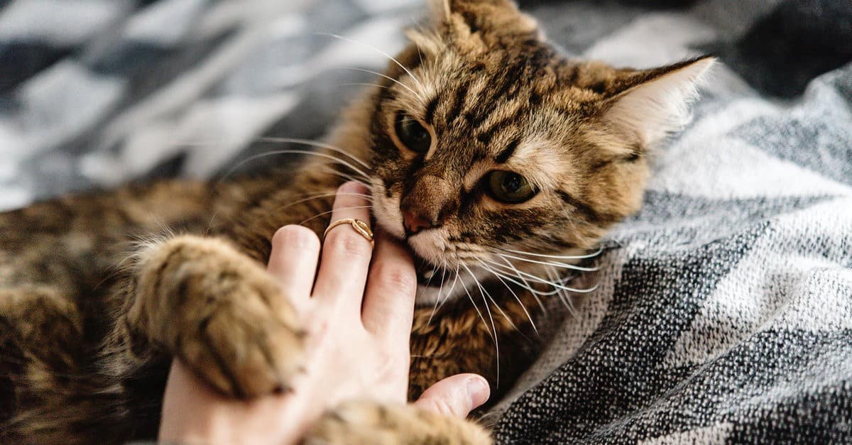 biting hand cat