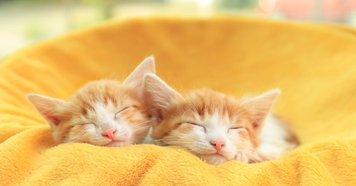 Kittens Dream Meaning & Spiritual Messages Explained