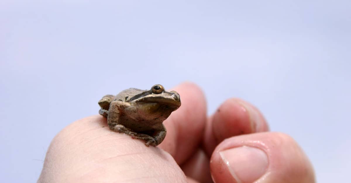 small frog