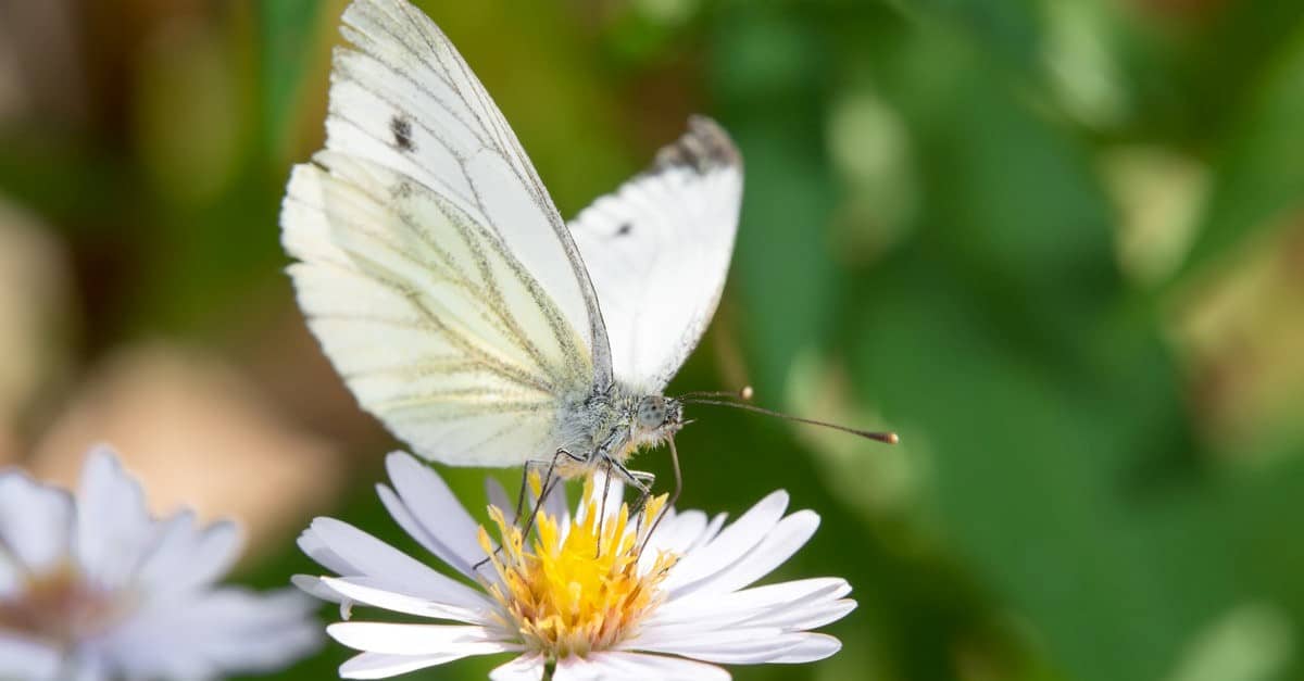 cabbage white butterfly