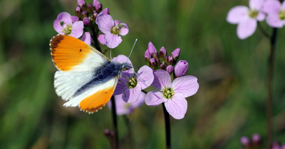 orange tip butterfly