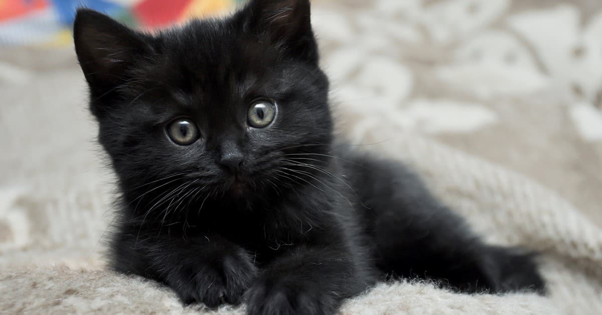 black kitten bed
