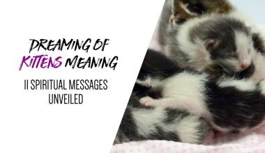 Dreaming of Kittens Meaning 11 Spiritual Messages Unveiled