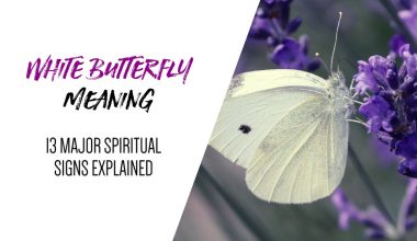 White Butterfly Meaning- 13 Major Spiritual Signs Explained