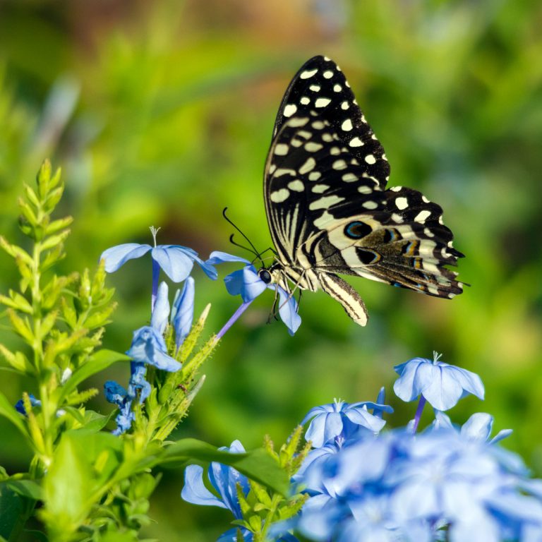 Butterflies Dream Meaning & Spiritual Messages Explained