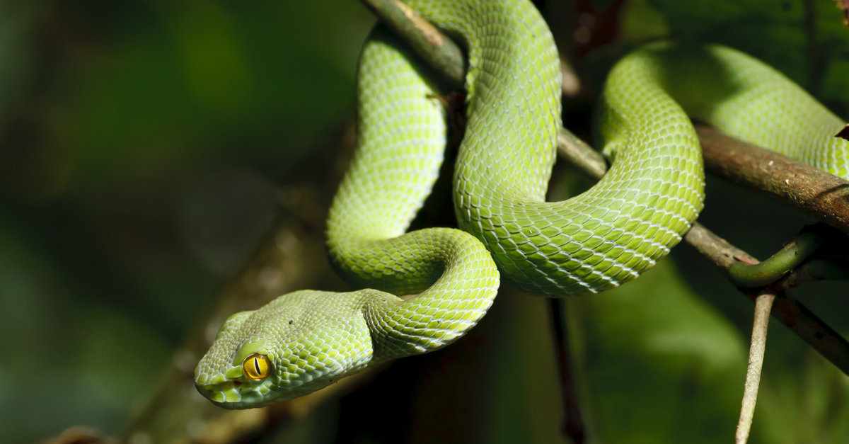 Green snake in rain forest, Thailand