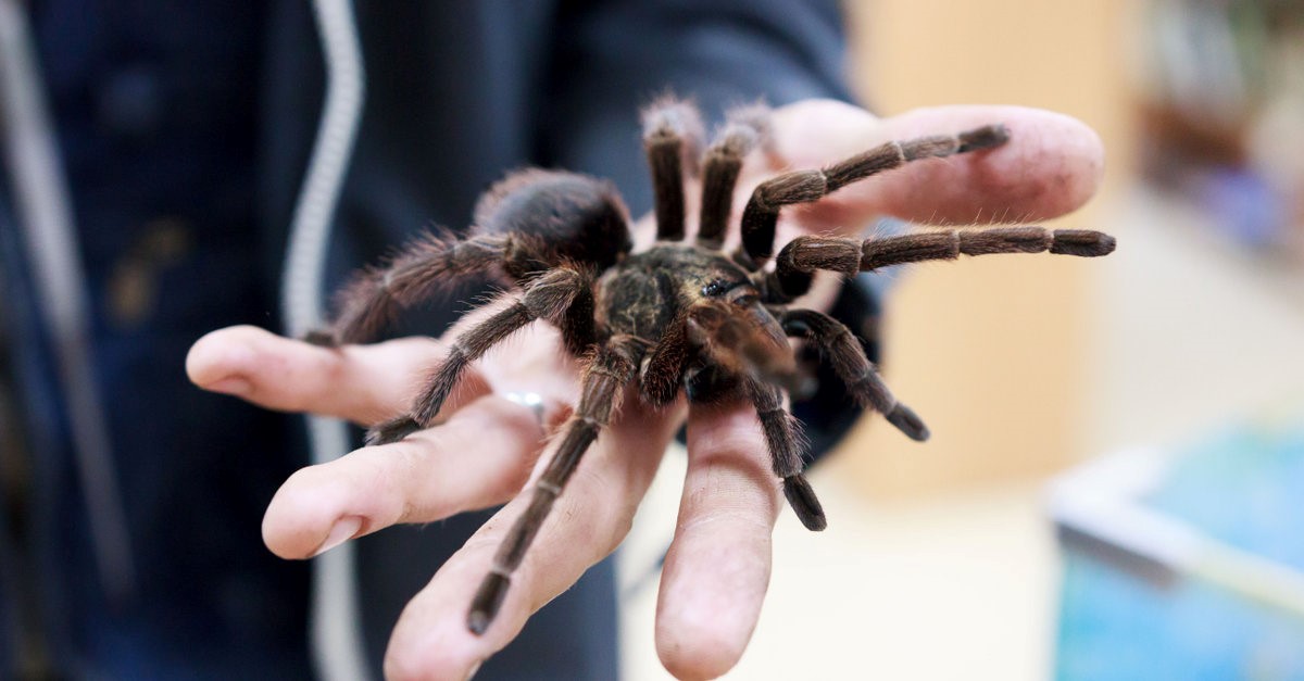 holding a tarantula