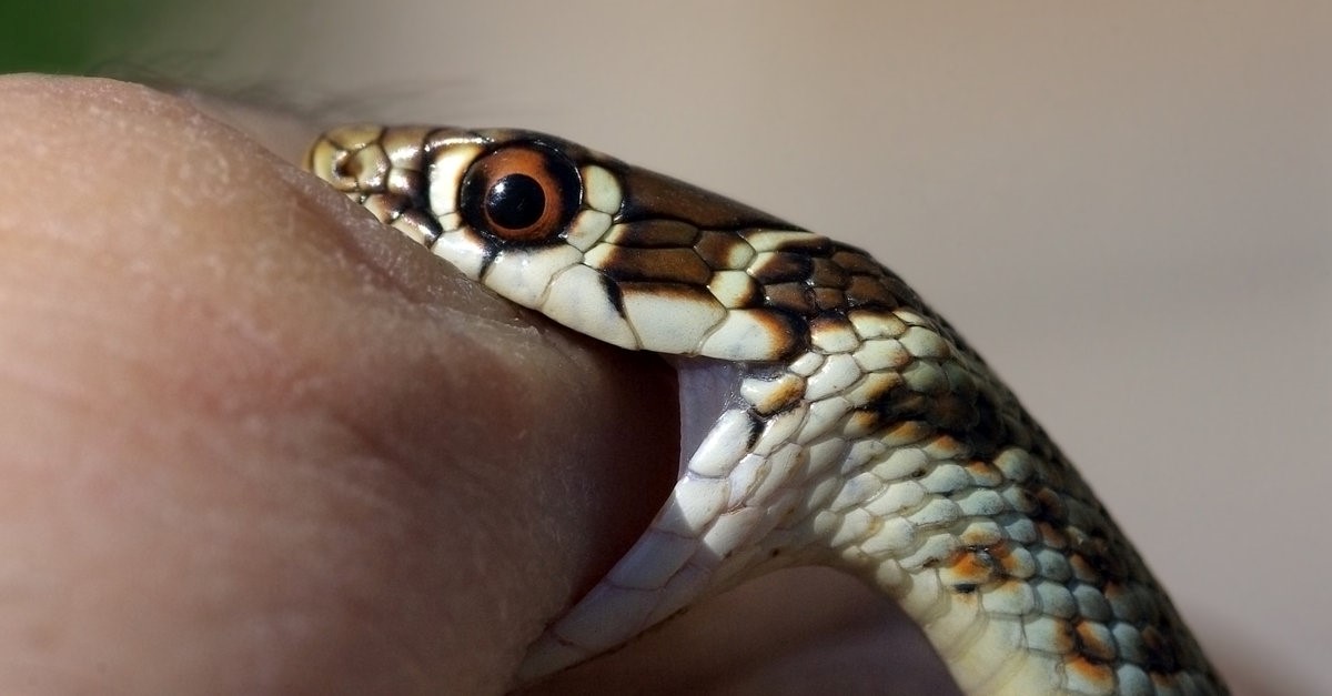 snake biting a finger