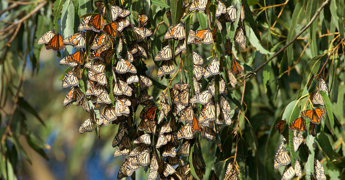 swarm of monarch butterflies