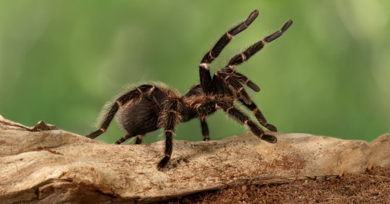 tarantula-dream-meaning-spiritual-messages-explained