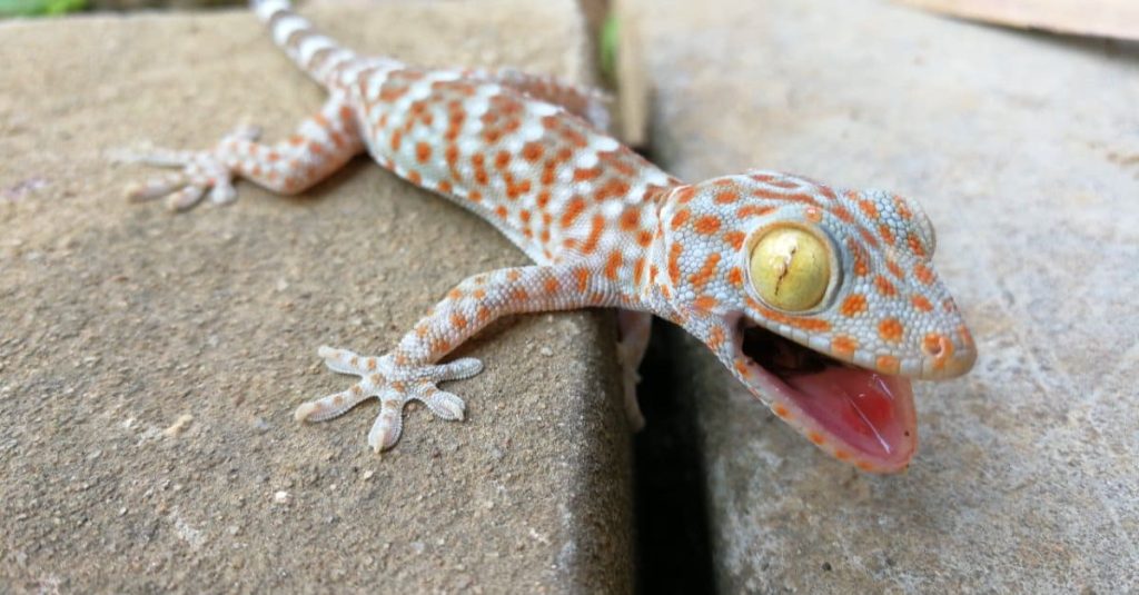 cute gecko