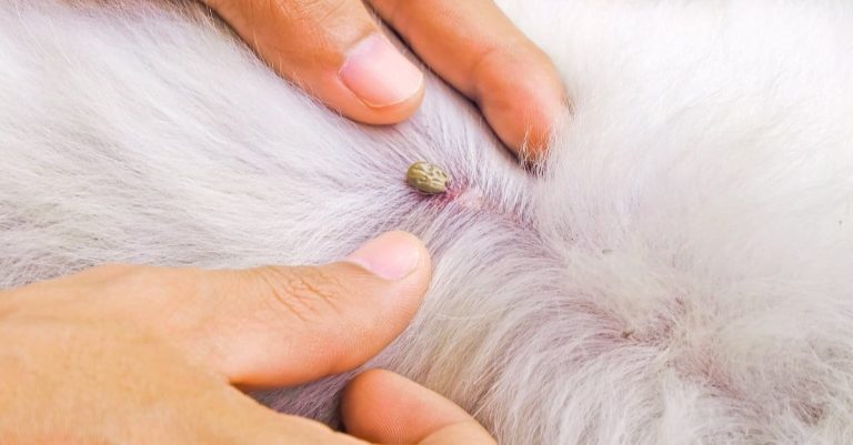Dream About Ticks: 7 Serious Meanings Behind This Dream